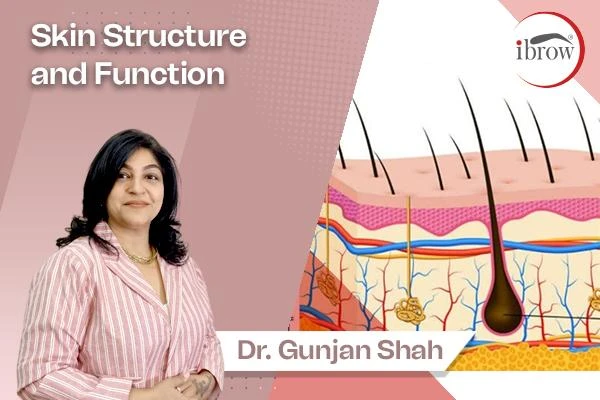 ibrow Skin structure and function by Dr. Gunjan Shah